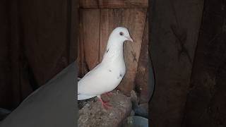 So Beautiful Pigeon | Pigeon |Kabutar|Kabootar #pigeon #cute #bird #birds #birdslover #shorts #viral