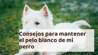 Consejos para mantener el pelo blanco de mi perro