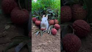 #amazing #pets #cute #rabbit #bunny#eating #food #video #youtubeshorts #viral #top #shorts #nature