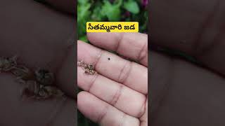 సీతమ్మవారి జడ #flowers #gardening #seeds #youtubeshorts #ytshortsindia #plants #music #song #sita