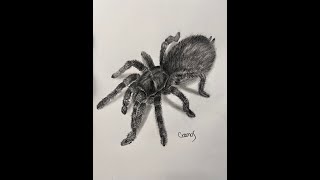 COMO DIBUJAR TARANTULA