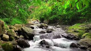 Refreshing Water Flow | Peaceful River in the Green Forest, Gentle Stream Water Sounds Nature Forest