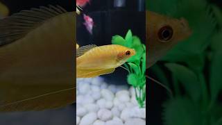 Beautiful yellow gouramis #shorts #freshwaterfish #fishaquarium