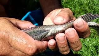 mais uma despesca explicando sobre  macho e femea da tilapia