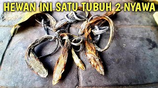 ANEH, AJAIB DAN NYATA...IKAN INI SATU TUBUH 2 NYAWA