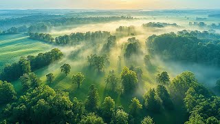 Relaxing Music Healing Stress, Anxiety and Depressive States, Healing Mind and Calming Music #10