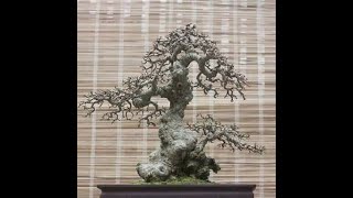 FULL 72 Ý TƯỞNG BONSAI DÁNG THẾ MẪU TỬ ĐẸP KHÓ TẢ