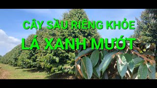 CÂY SẦU RIÊNG KHỎE LÁ XANH MƯỚT