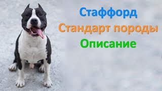 Стаффордширский терьер. Стандарт породы. Амстафф описание