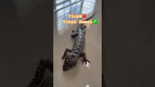 Cara Menangkap Tokek Rumah | Tokay Gecko #shorts