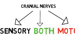 Mnemonic for Cranial nerve types(sensory,motor,both) [NEET]