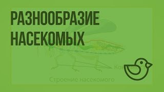 Насекомые. Разнообразие насекомых. Удивительные насекомые