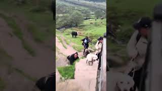 Woman Gets Chased By Cow While She's On A Walk😂 #shorts