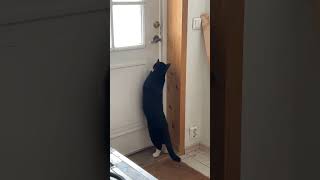 Smart black cat opens door