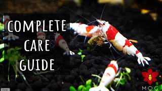 How to care for Crystal Red Shrimp - Step by Step Beginner Friendly Aquarium Tutorial