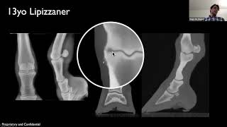 Several Cases of Fetlock Lesions