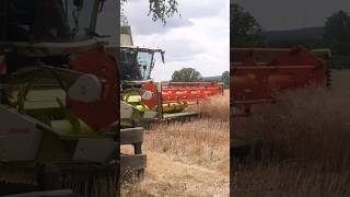 Claas Trion 530 beim Raps dreschen