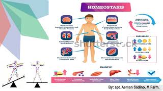 Homeostasis  I  Mekanisme Umpan Balik (Negative Feedback dan Positive Feedback)