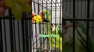 Parrot eating grapes | Alexandrine Parakeet #cute #funny #grape #parrot #alexandrineparakeet