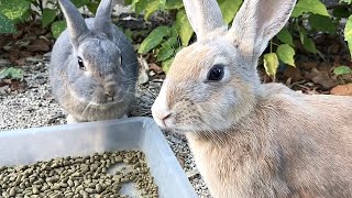 Will these rabbits become good friends?