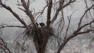 Bald eagle chicks testing out their wings