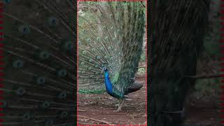 The Most Amazing Birds: Unveiling the Secrets of Peacocks#short #birds #peacock #birdsounds #nature