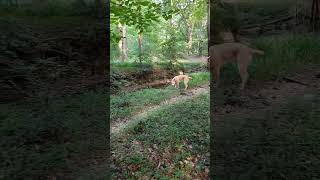 Home Owners Dog Loves Putting Deer Feed Out With Me #shorts shor