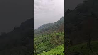 Pemandangan Hijau.. kebun Teh # Puncak # puncak jawa barat # Indonesia # Shorts