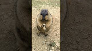 Chubby and Adorable Himalayan Marmot Eating Bread #cutemarmot #marmot #cuteanimals #marmota #cute