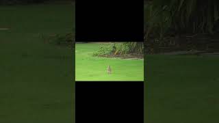 Grey Francolin is getting some cardio (Hawaii)(Audio)(Medium Quality)