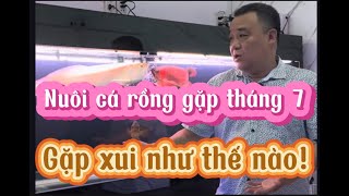 Nuôi cá rồng gặp tháng 7 gặp xui như thế nào!