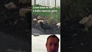 🌳🐦 Crow Meets Baby Squirrel: What Happens Next? 🐿️ #crow #corvids