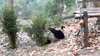 Panda Feeding - Chengdu Panda Breeding Center