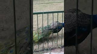 Beautiful Peacock #peacock #peacocklove #animal #animallover #zoo