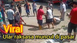 ULAR PITON RAKSASA MUNCUL  DI PASAR TEBO