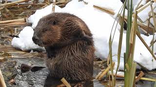 Bóbr w kąpieli - Beaver's Bath Time