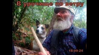 Прогулка в урочище в ветер