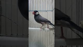 #birds #subscribe #like #shorts #short  #shortvideo #shortsvideo