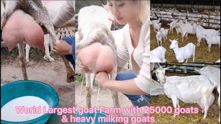 25thousand saanen goats form in China | world biggest goat form |10kg Average Milk capacity per goat