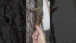 Sweet ❤🐿️.🐿️👍🛎️😃❤#mysquirrelsonthebalcony #squirrelgirl #wildlife #cute #animals #funny #squirrel