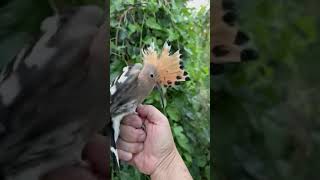 Lassen Sie diesen Vogel in die Wildnis frei