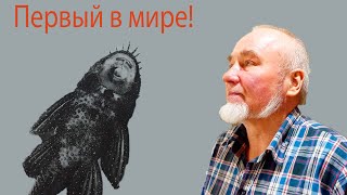 Валерий Никитин. Первый в мире развел звездчатого анциструса. Старая гвардия!