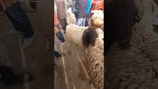 خروف بلدي لعيد الاضحى بتمن 5000 درهم بسوق الاحد تطوان 🐏🐑||26/05/2024||0667128425🔥❤🇲🇦