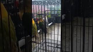 Terapi burung dengan air hujan #short #shorts #ytshort #ytshorts #shortvideo #ytshortsvideo #hewan