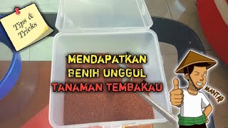 Cara mendapatkan benih unggul tanaman tembakau