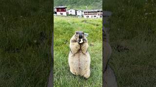 Adorable Himalayan Marmot Eating Cookies #cutemarmot #marmot #cute #cuteanimals #marmota #animals