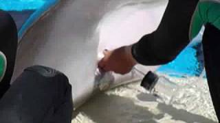 Collecting Dolphin Breast Milk