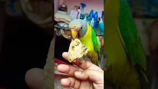 Parakeet Eat Yummy Food☺️😍❤️#parakeet #youtubeshorts #ytshorts#cute#lovebirds #parrot#talkingparrot