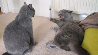 Friendly Cat Fight