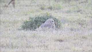 Short eared Owl in field